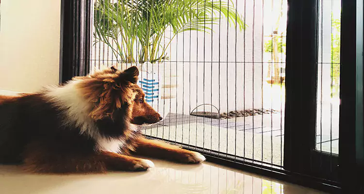 Sliding Screen Pet Door Repair in Fort Pierce, FL