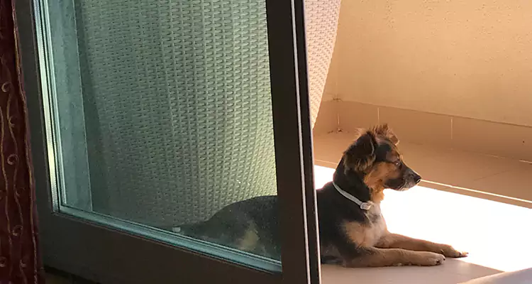 French Door Pet Screen Repair in Fort Pierce, FL